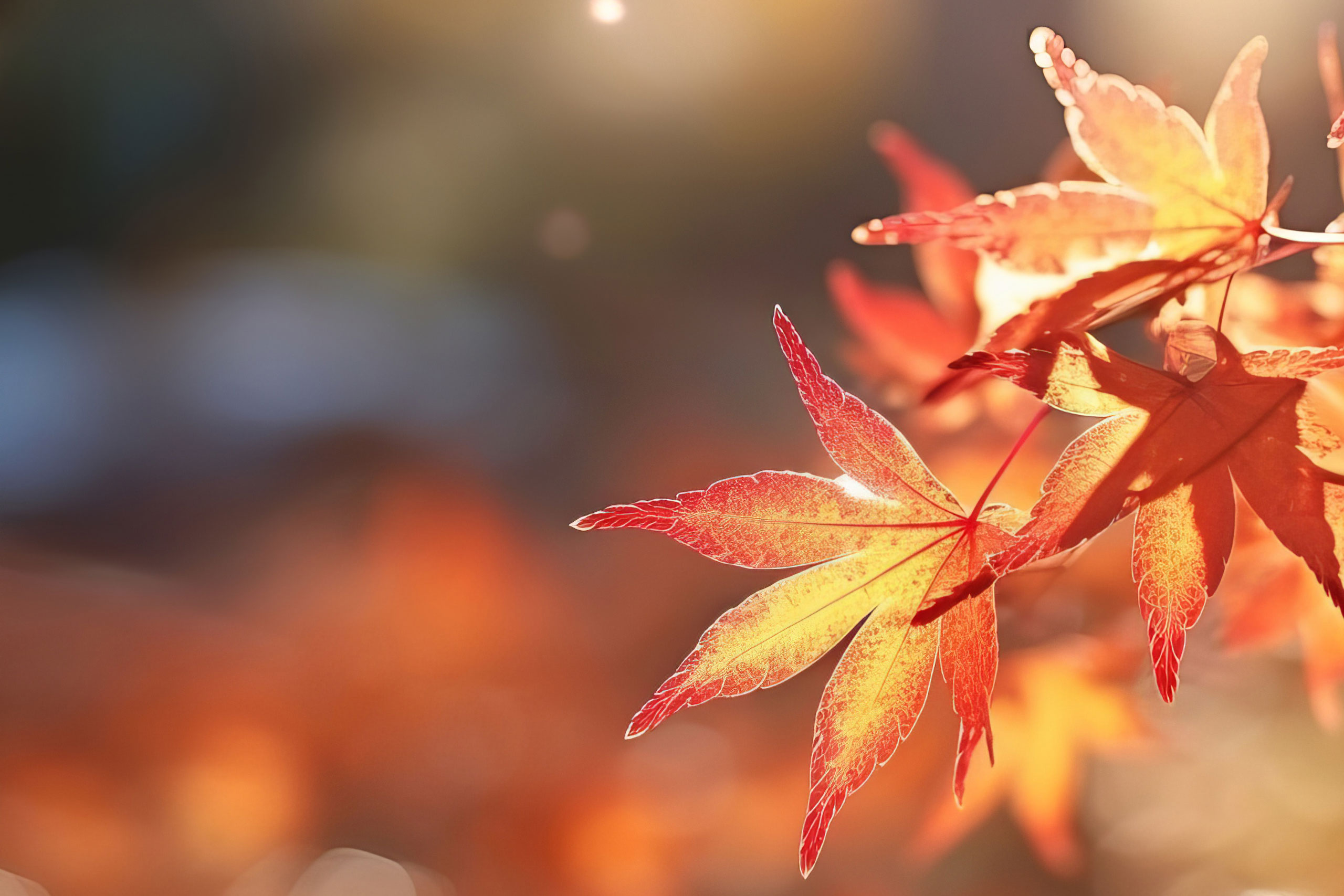 Bunte Blätter im Herbst